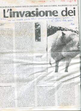 Camicia contenete ritagli di giornale sull’invasione dei cinghiali
